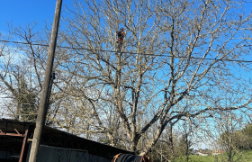 Abattage d'un arbre de noyer près des câbles électriques