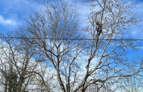 Abattage d'un arbre de noyer près des câbles électriques