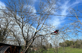 Abattage d'un arbre de noyer près des câbles électriques