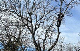 Abattage d'un arbre de noyer près des câbles électriques