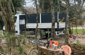 Abattage d'un conifère malade