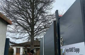 Élagage d'un arbre 