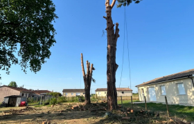 ABATTAGE DE DEUX GRANDS PINS À SARAN (45770)