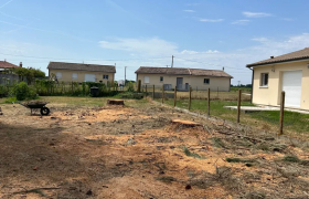 ABATTAGE DE DEUX GRANDS PINS À SARAN (45770)